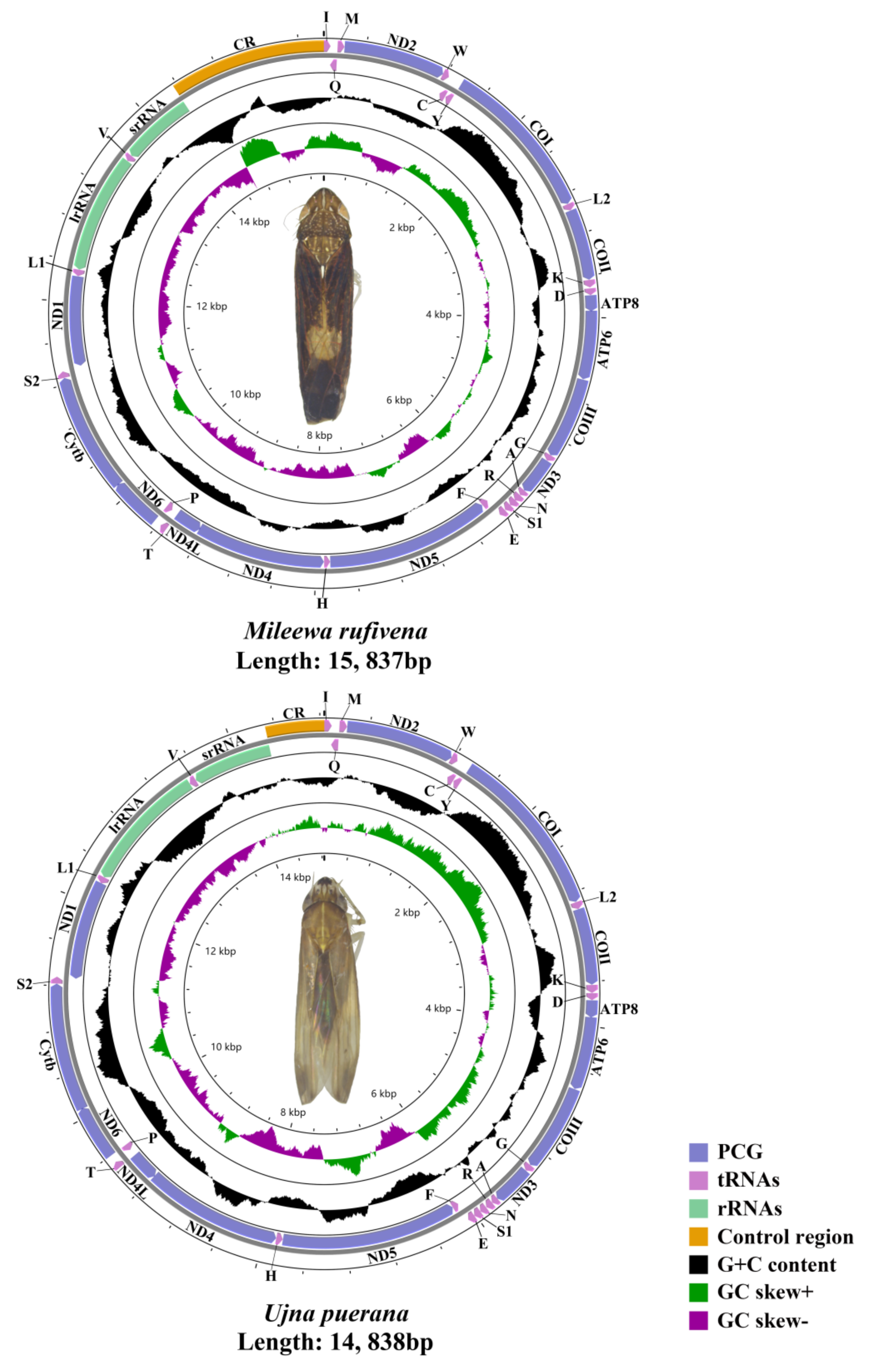 Insects 12 00668 g001 Insects 12 00668 g001