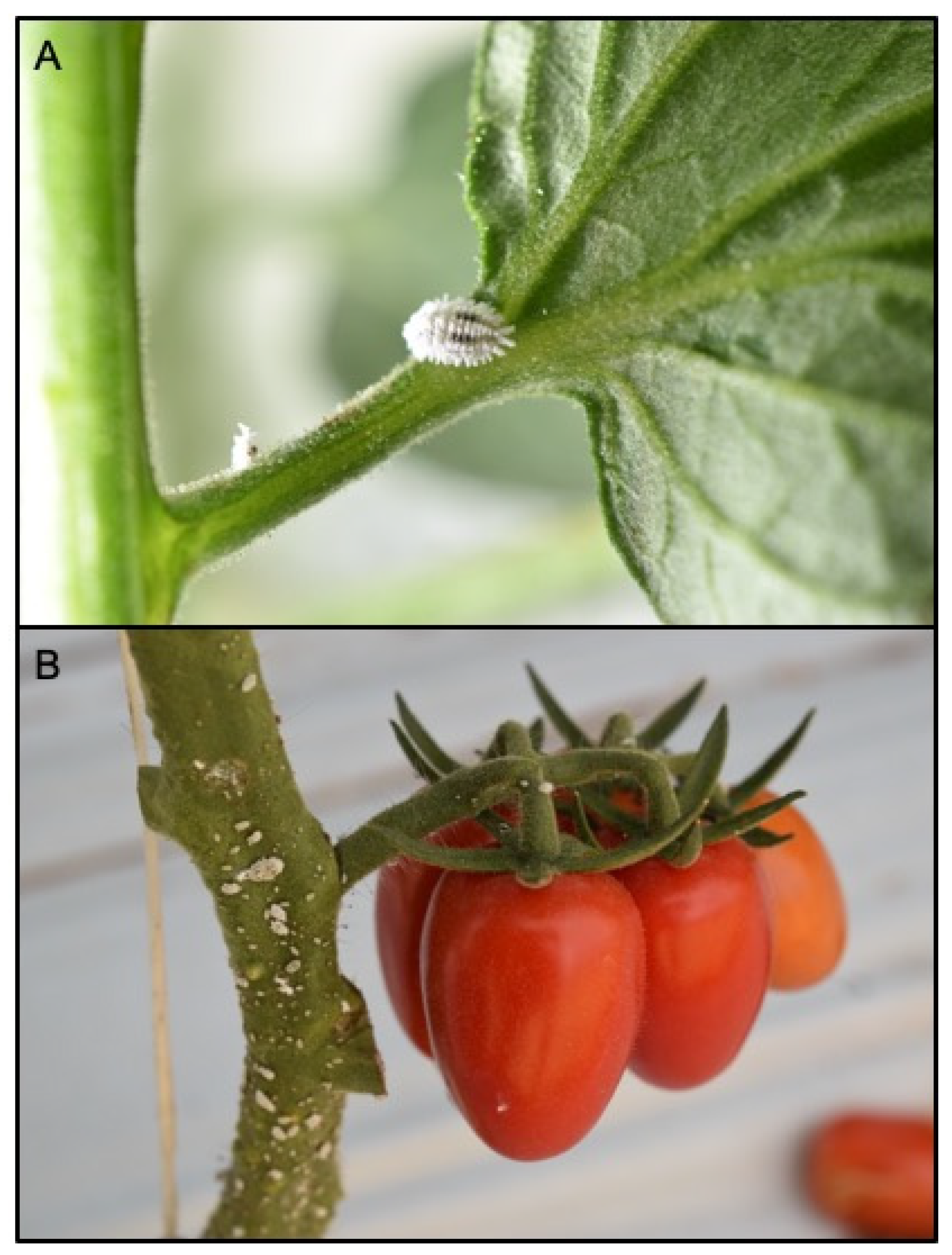 Insects 12 00675 g001