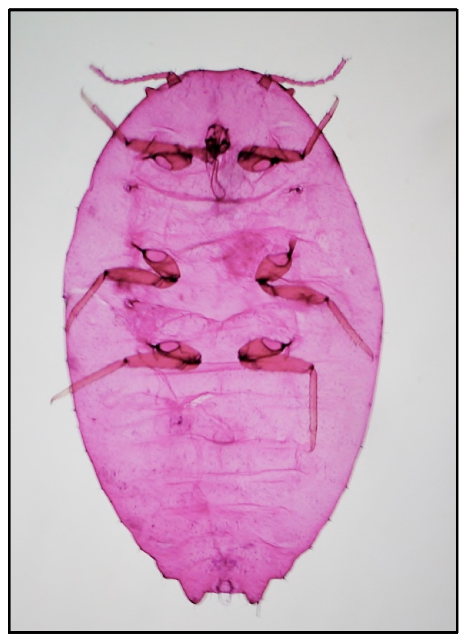 Insects 12 00675 g002