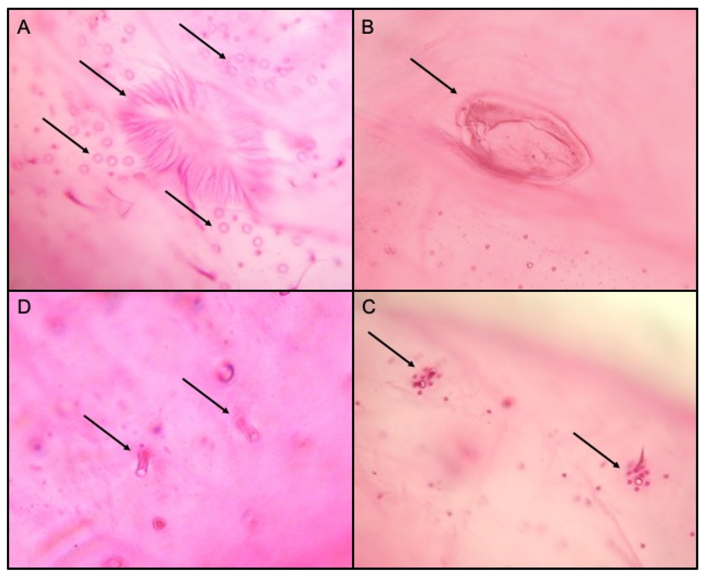 Insects 12 00675 g003