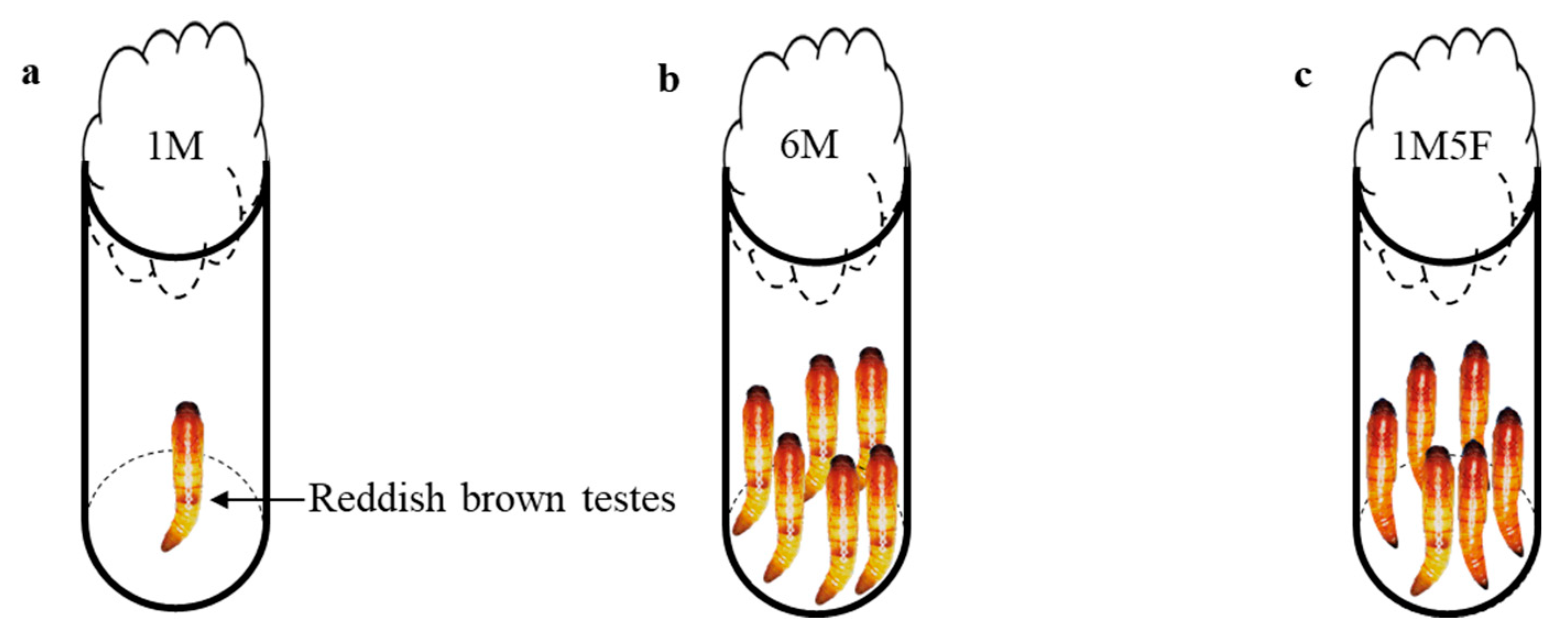 Insects 12 00679 g001