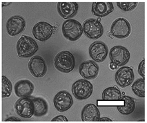 Insects 12 00685 i001