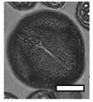 Insects 12 00685 i002