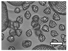 Insects 12 00685 i003