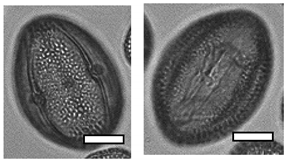 Insects 12 00685 i004