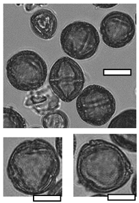 Insects 12 00685 i006