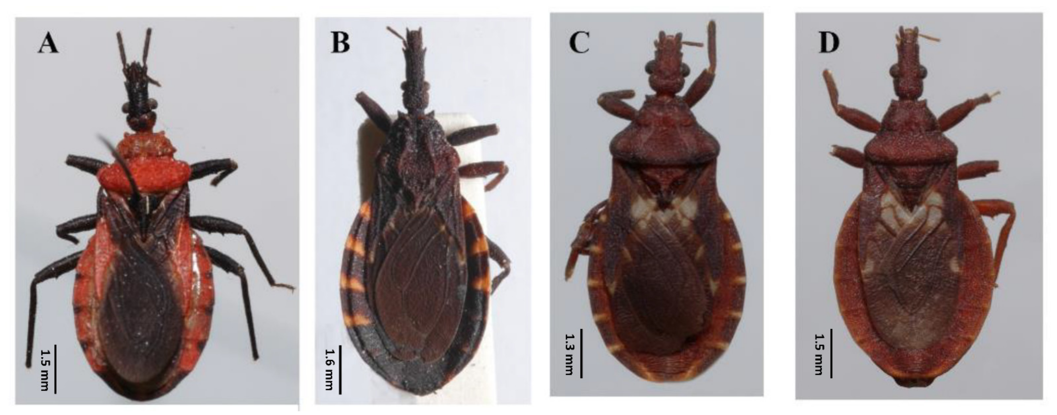 Insects 12 00686 g001