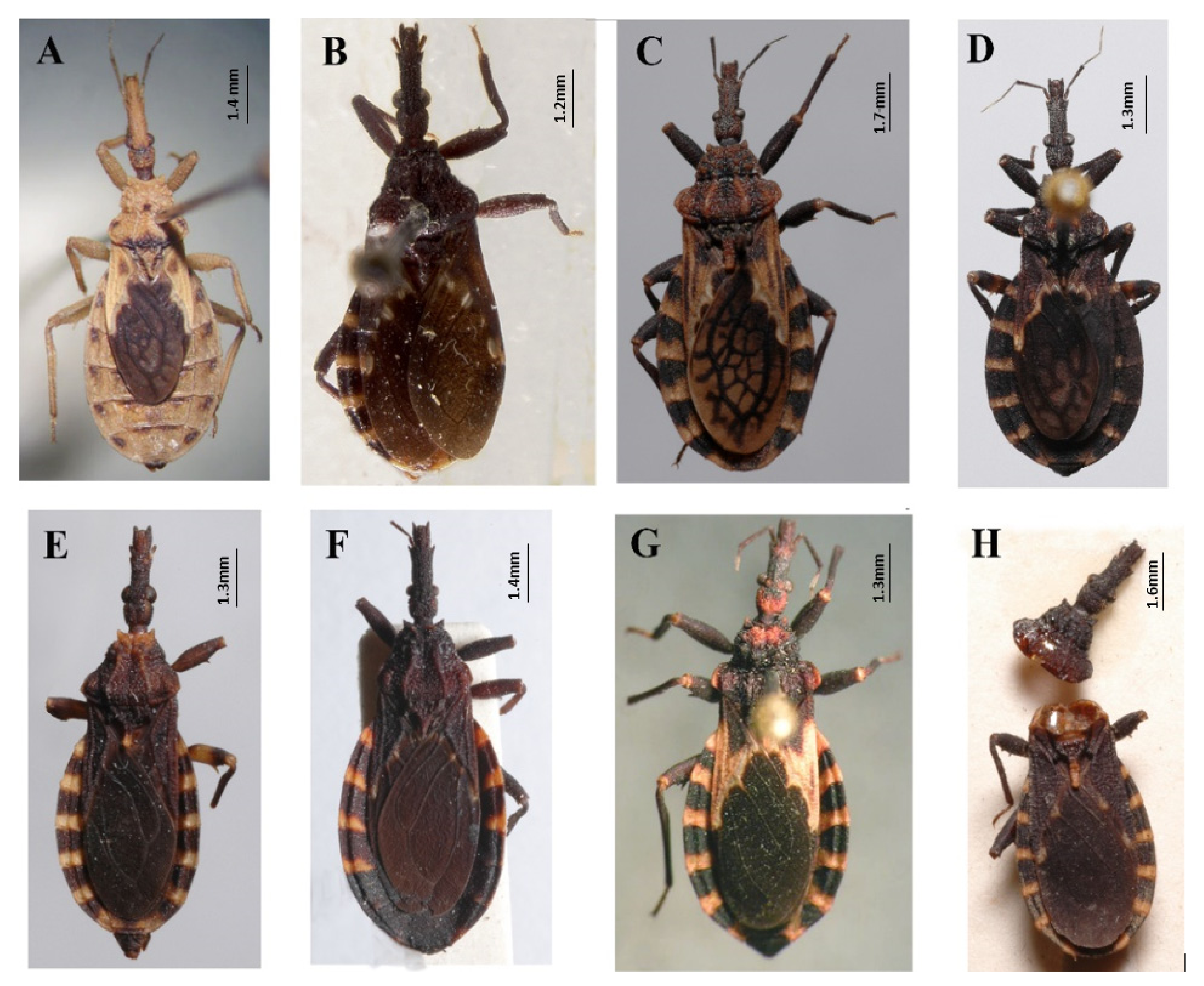 Insects 12 00686 g002