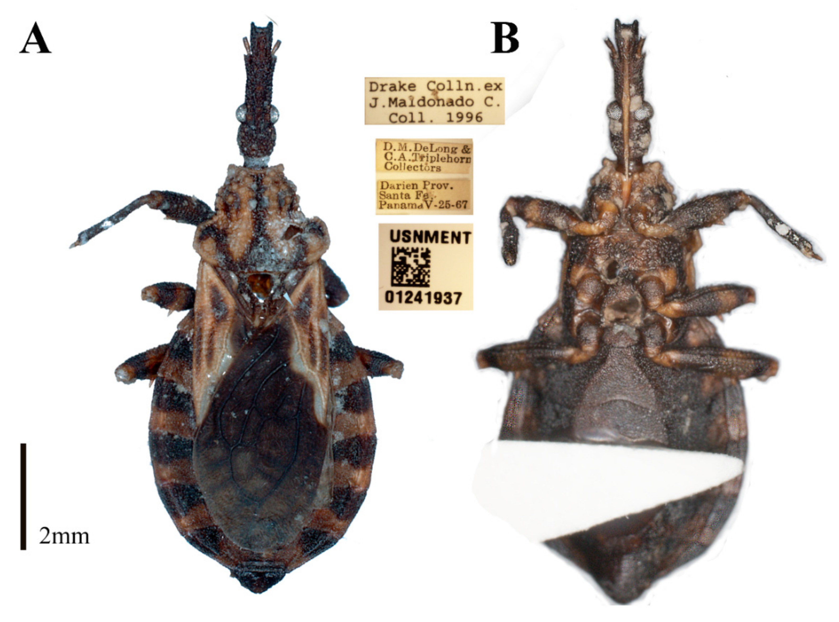 Insects 12 00686 g003