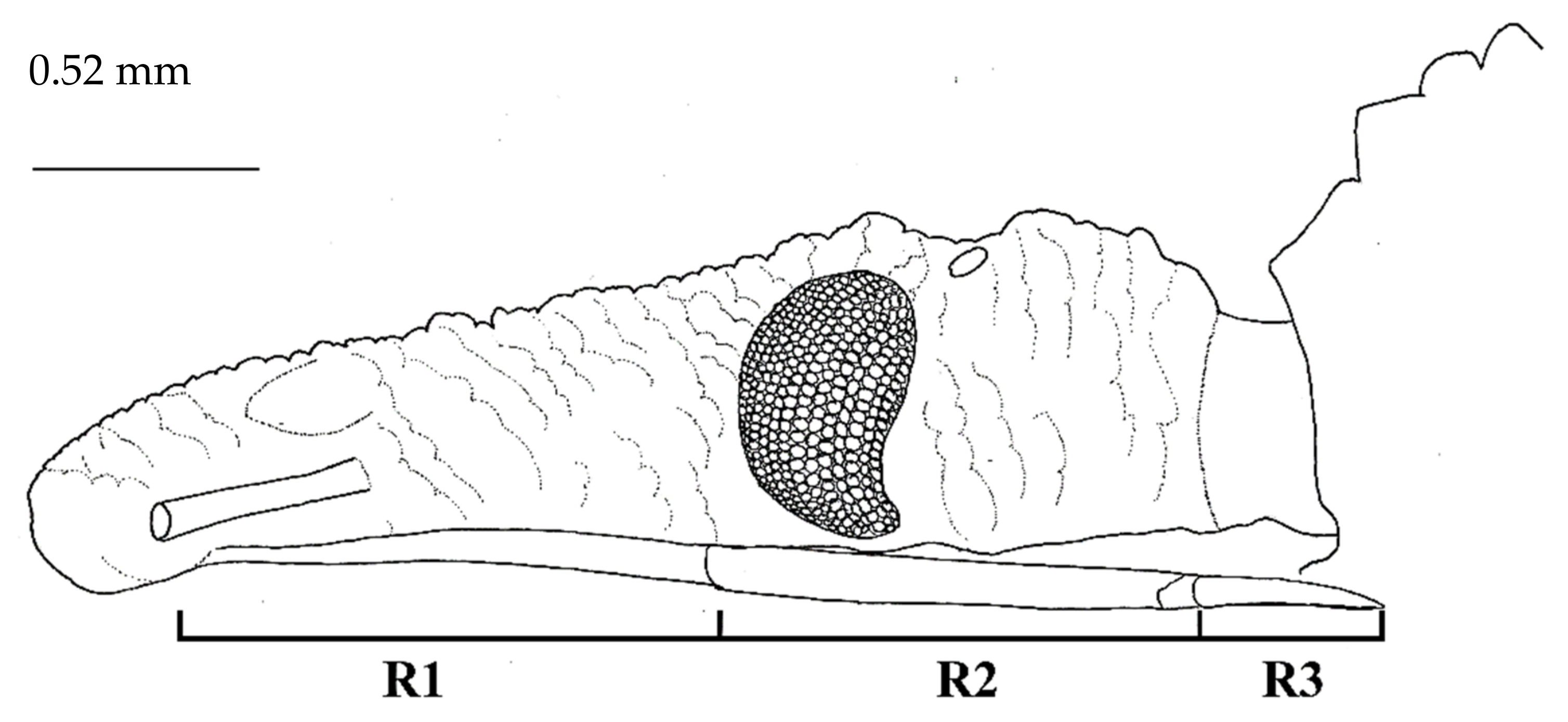 Insects 12 00686 g004