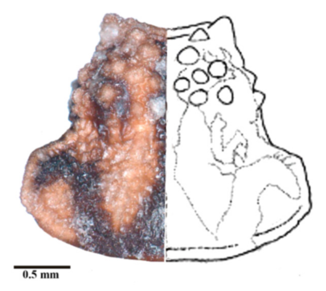 Insects 12 00686 g005