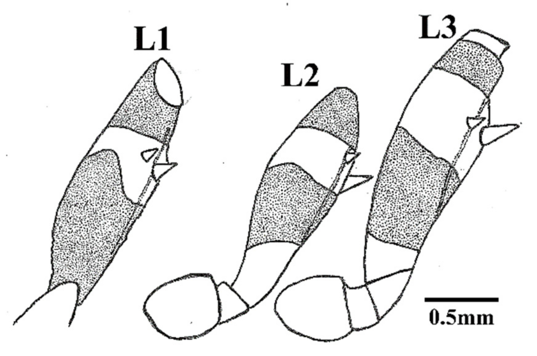 Insects 12 00686 g006