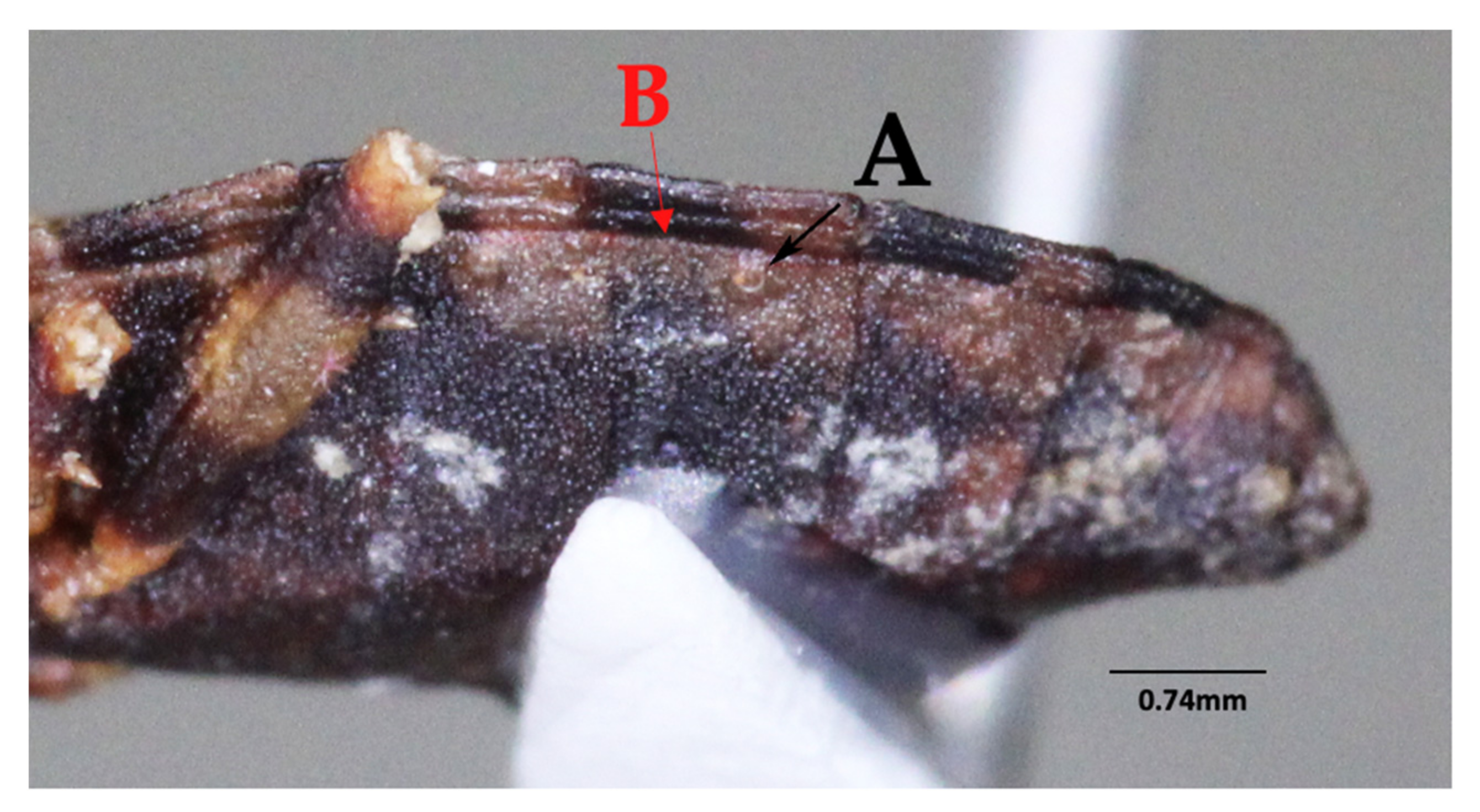 Insects 12 00686 g007