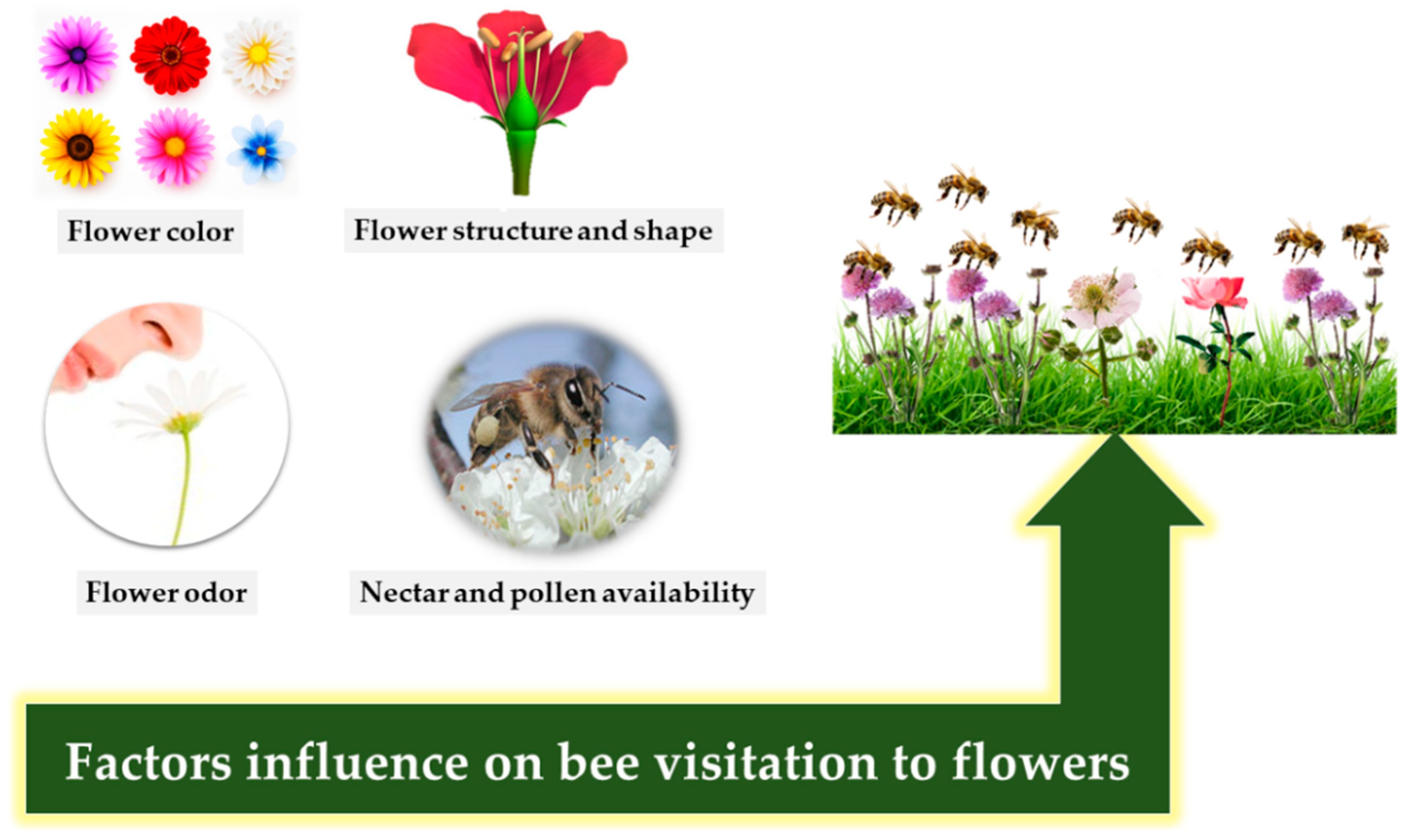 Insects 12 00688 g001 Insects 12 00688 g001