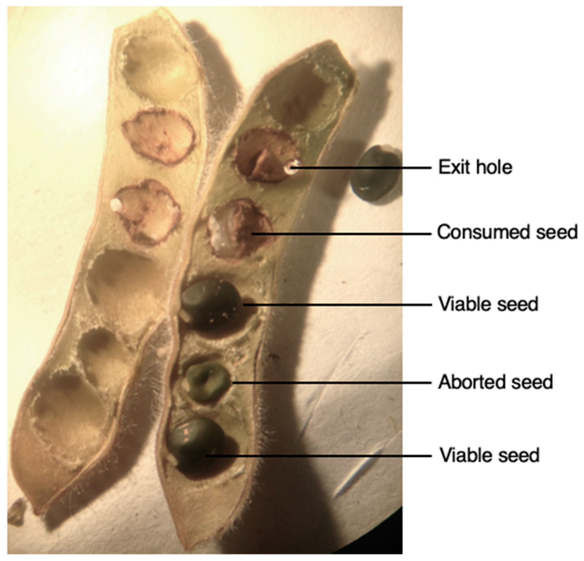 Insects 12 00691 g002
