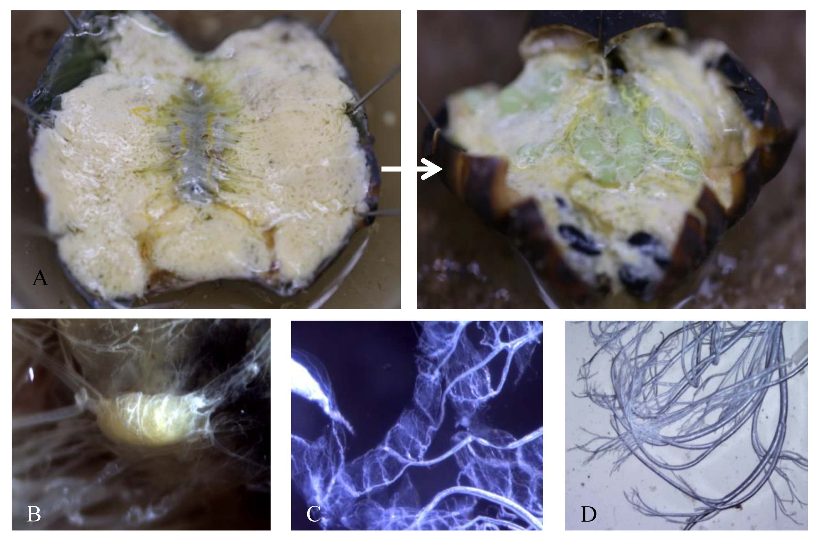 Insects 12 00699 g002