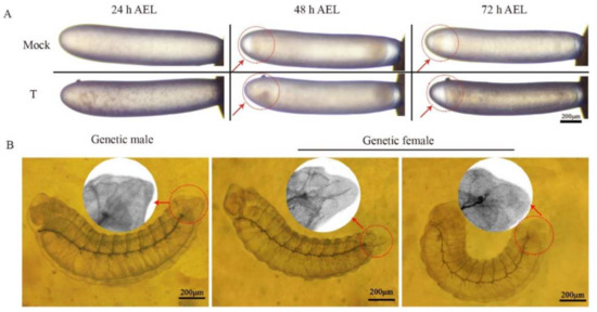 Insects 12 00704 g0a1