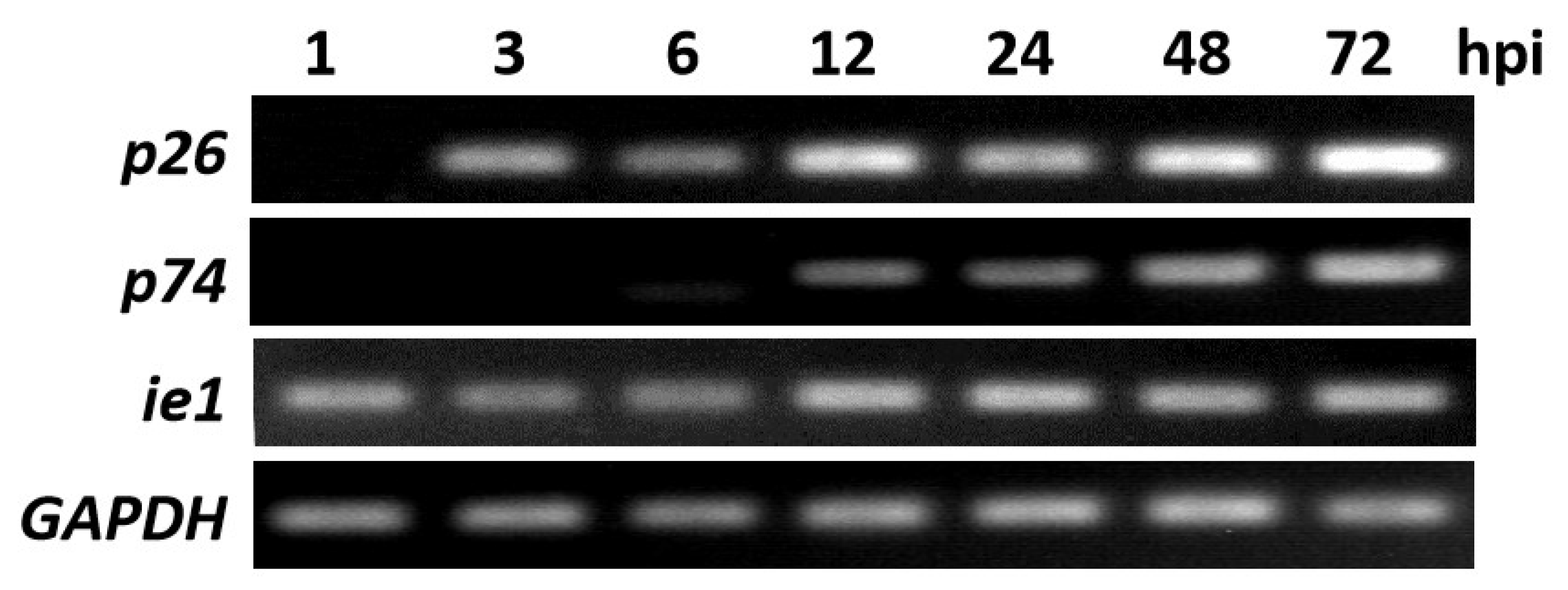 Insects 12 00707 g001 Insects 12 00707 g001