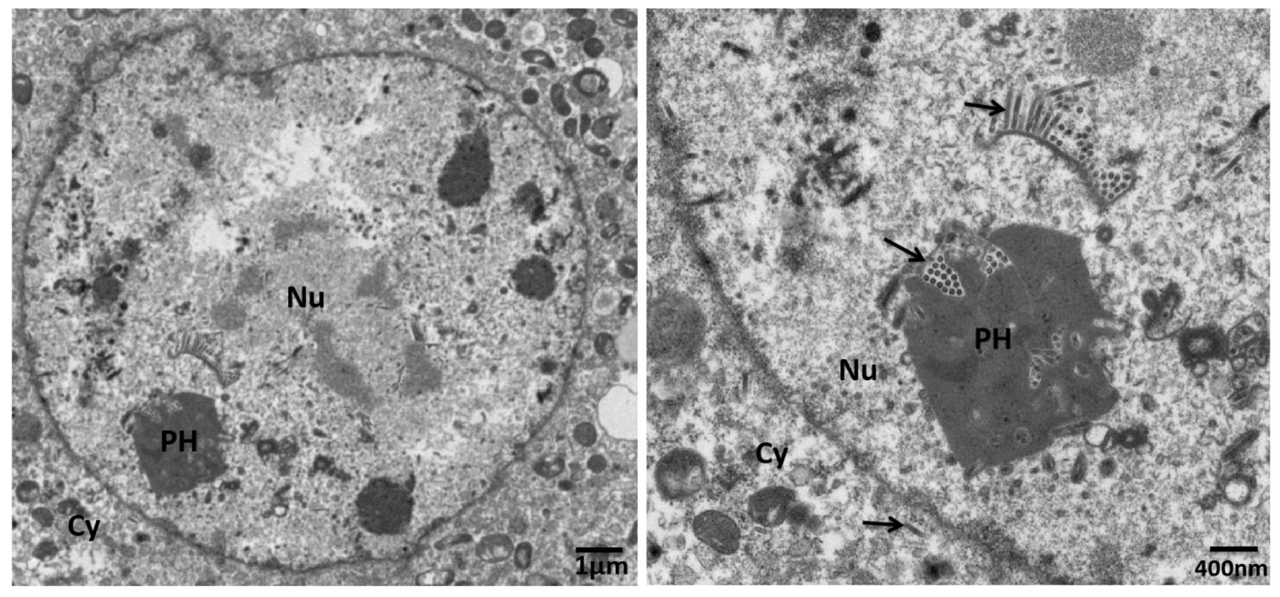 Insects 12 00707 g005 Insects 12 00707 g005