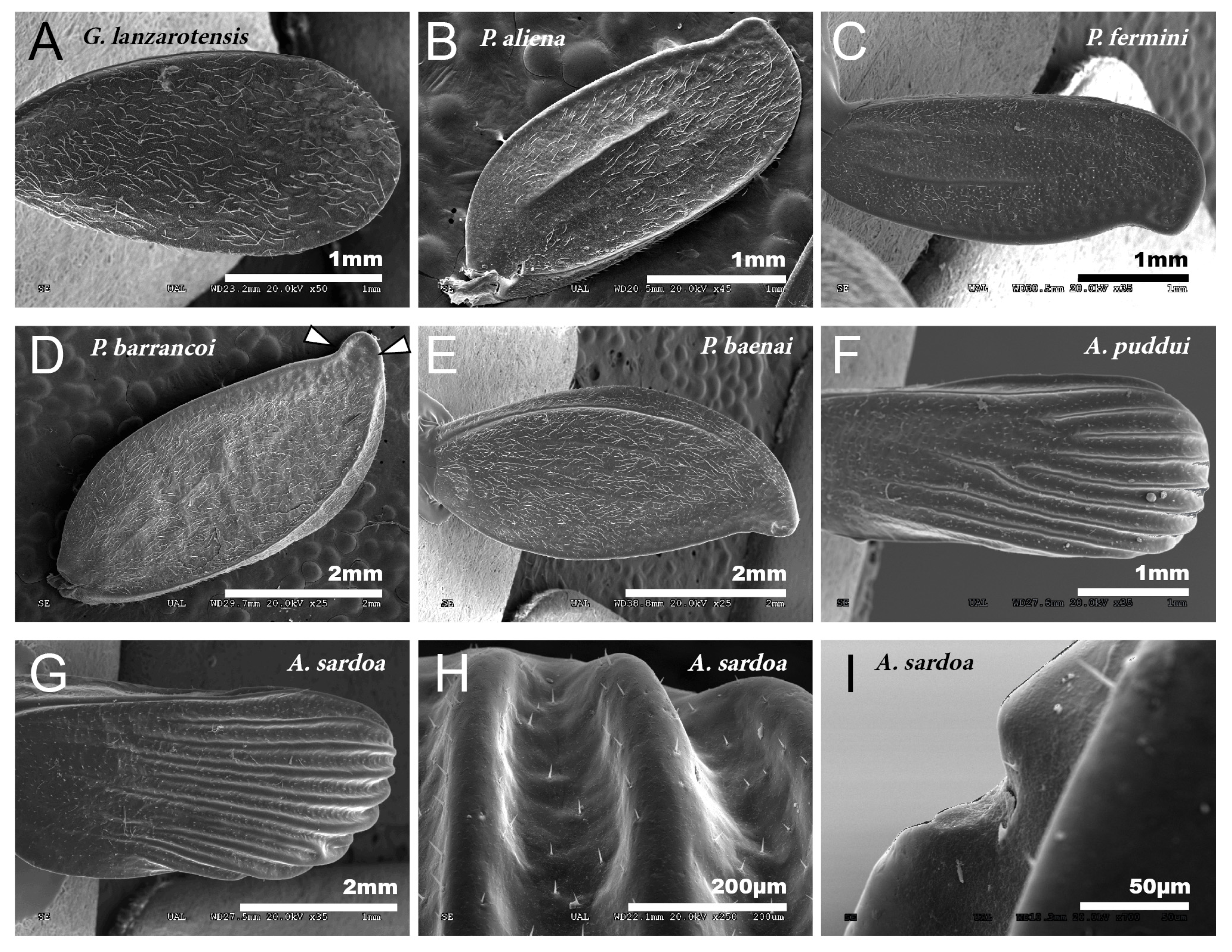 Insects 12 00708 g001