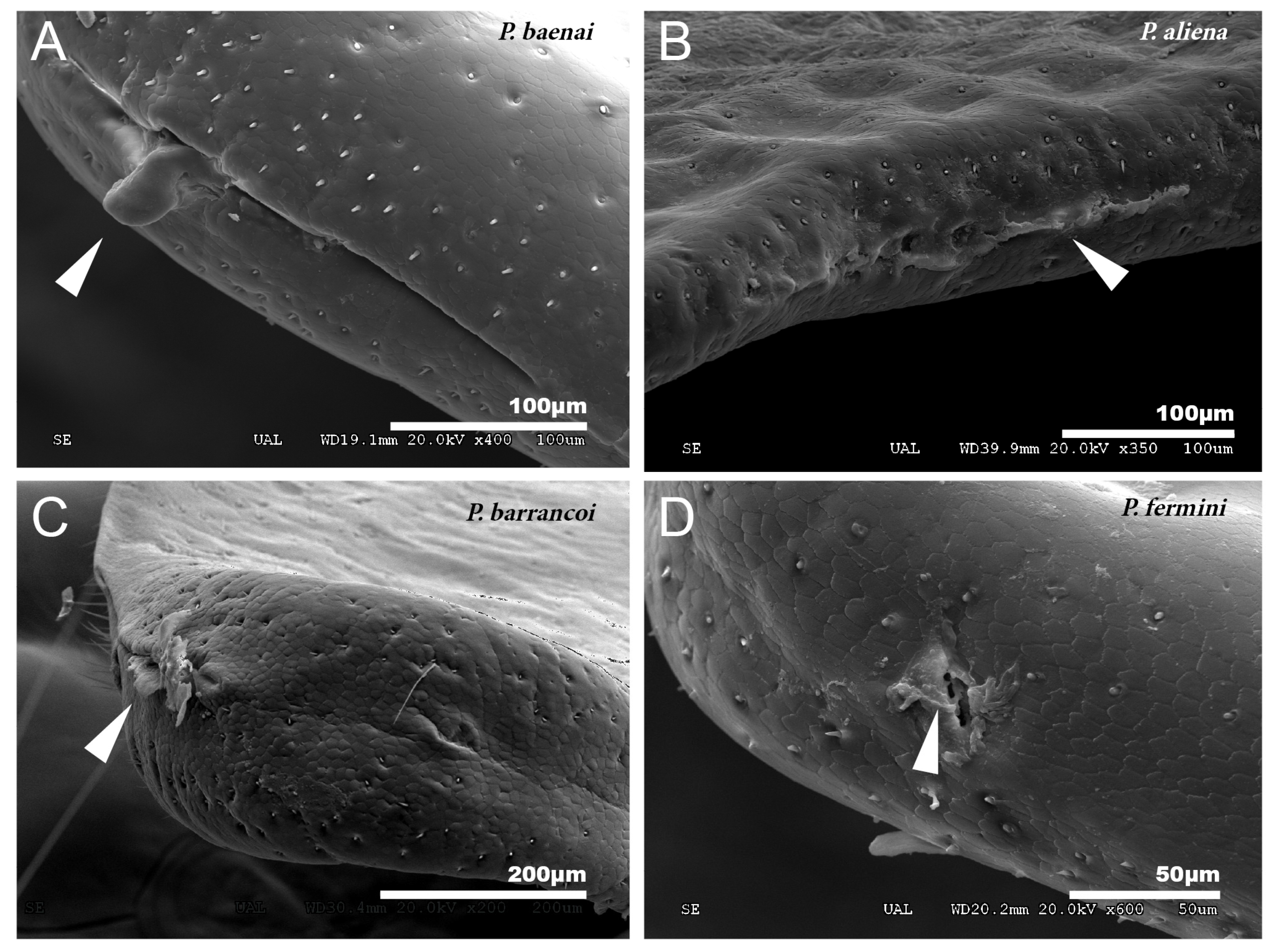 Insects 12 00708 g002