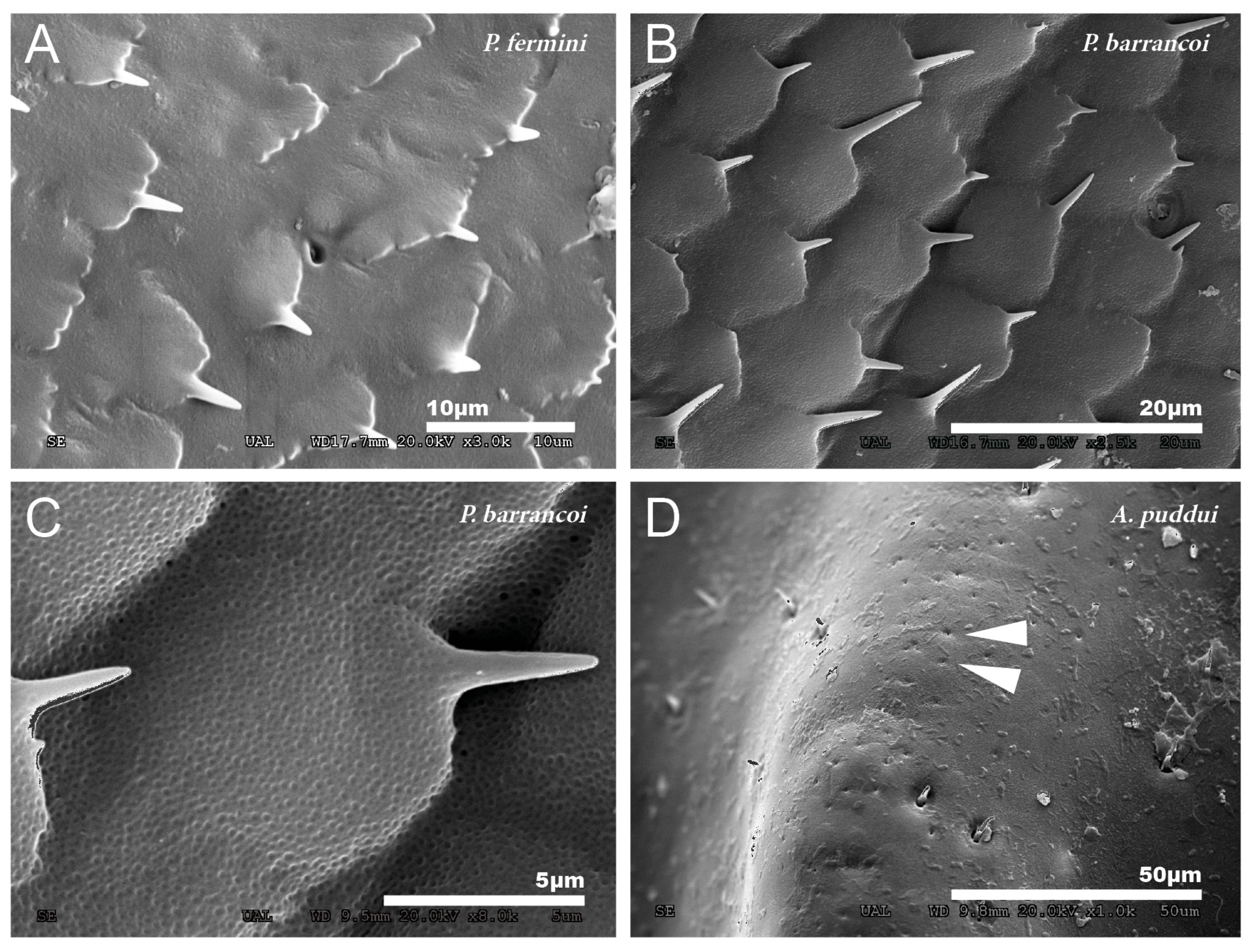Insects 12 00708 g004
