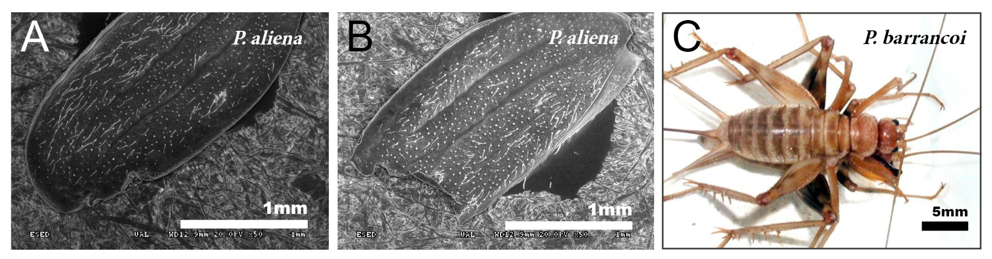 Insects 12 00708 g006