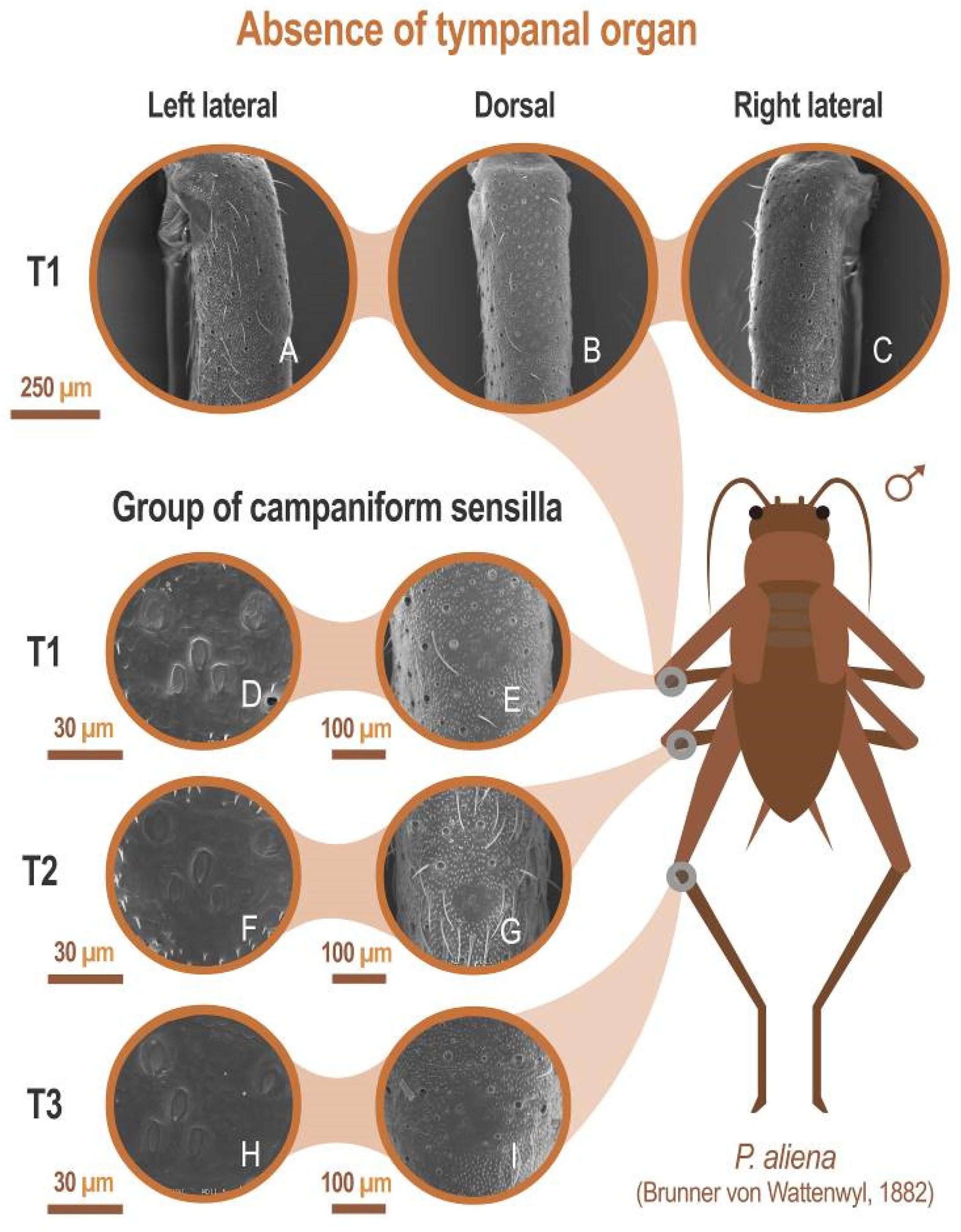 Insects 12 00708 g007
