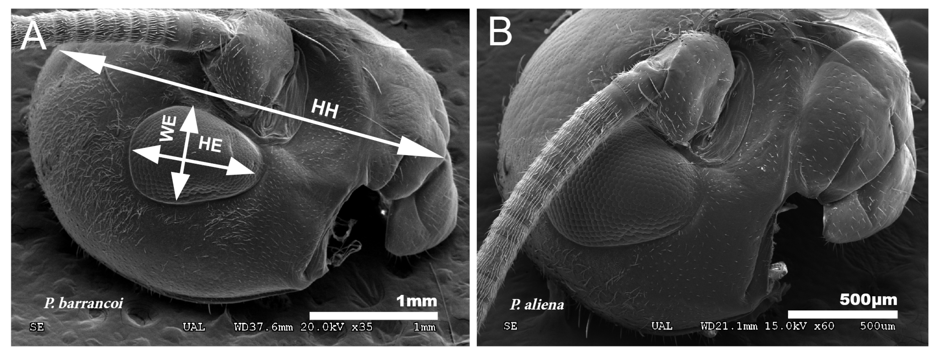 Insects 12 00708 g011