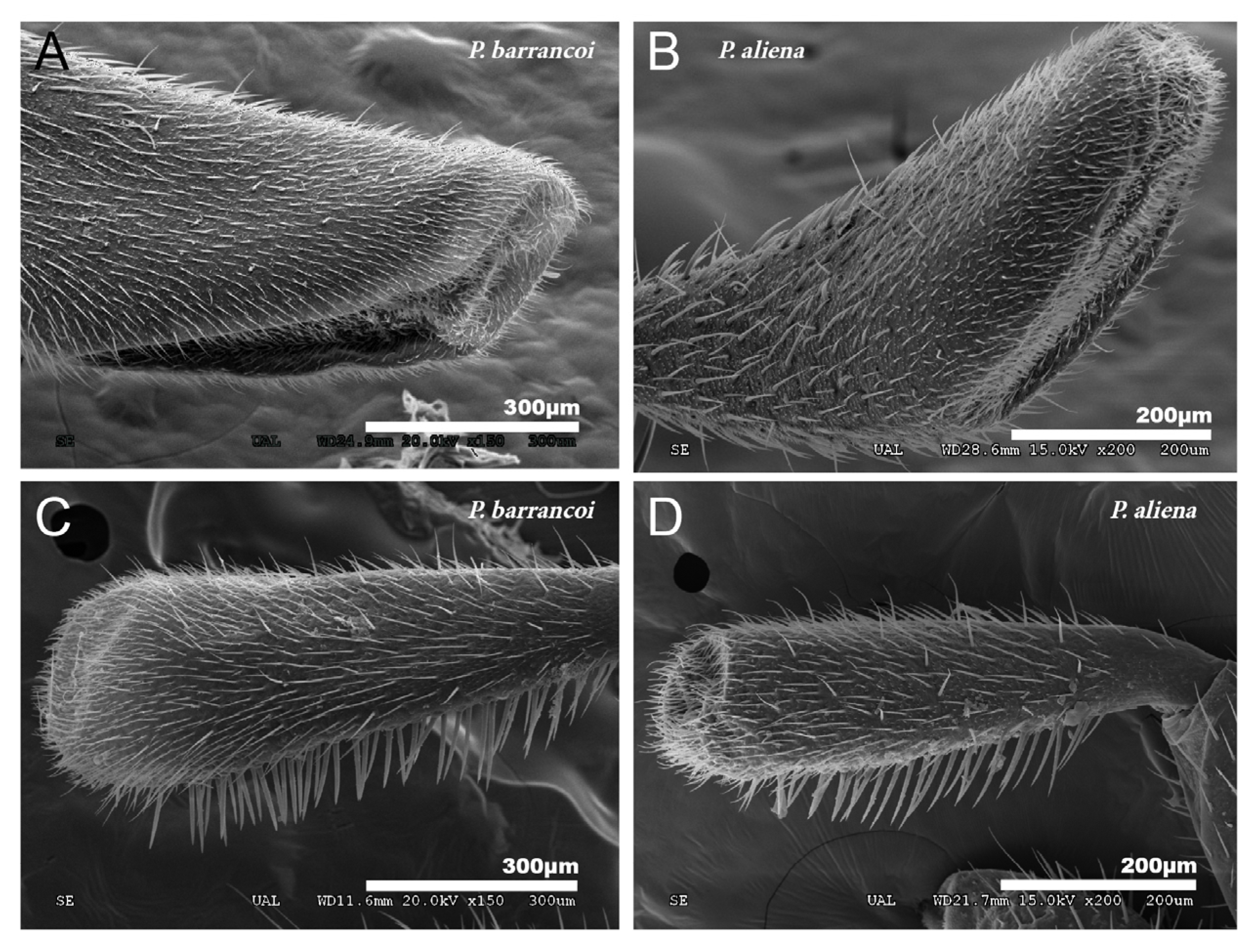 Insects 12 00708 g012