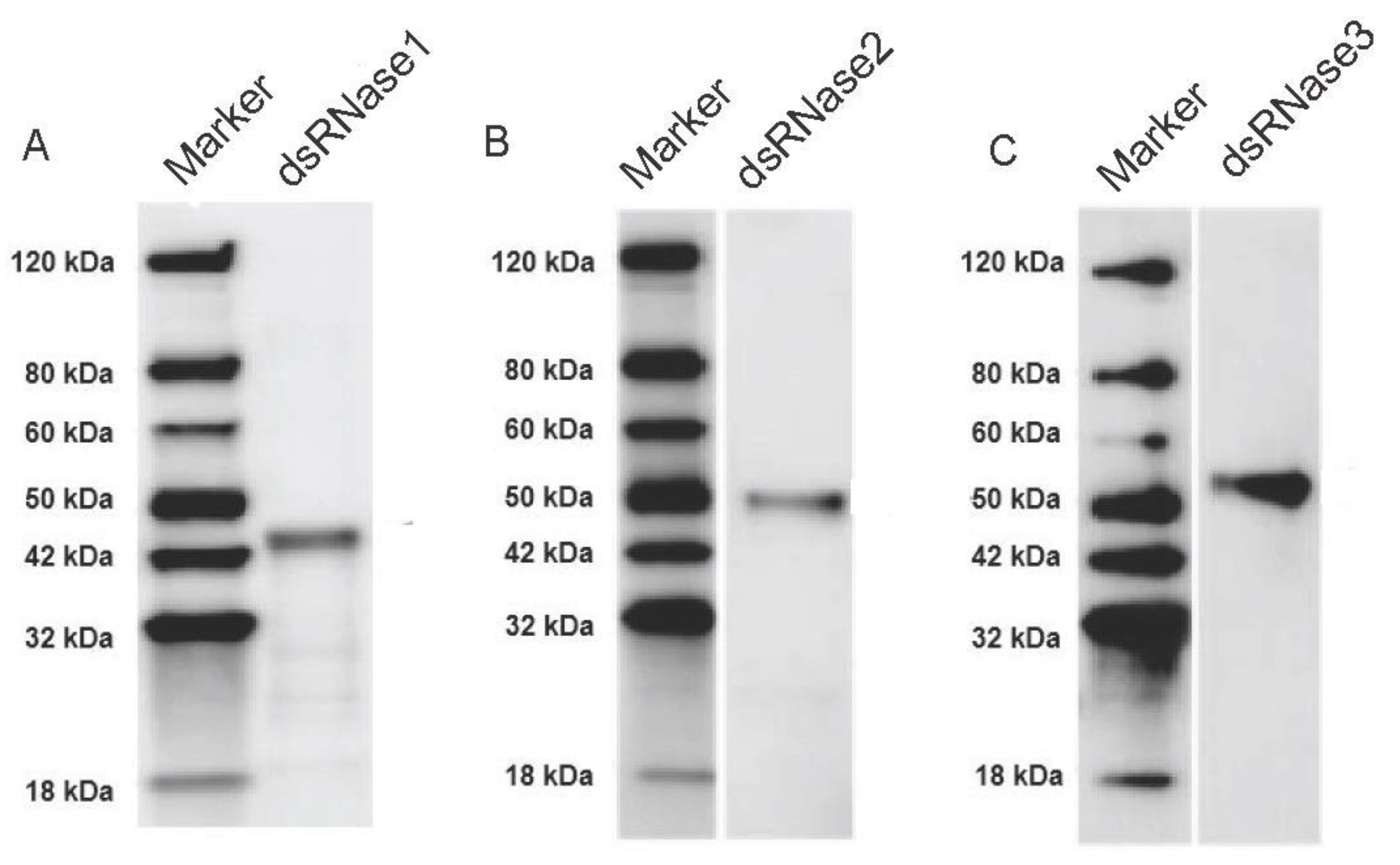 Insects 12 00712 g008