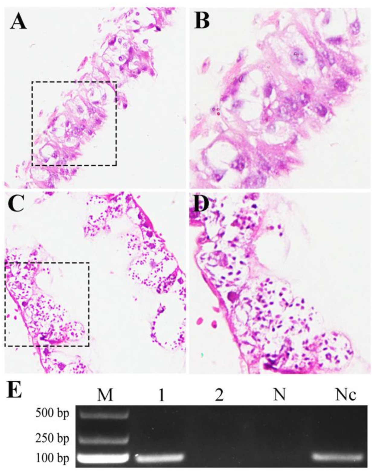 Insects 12 00728 g001