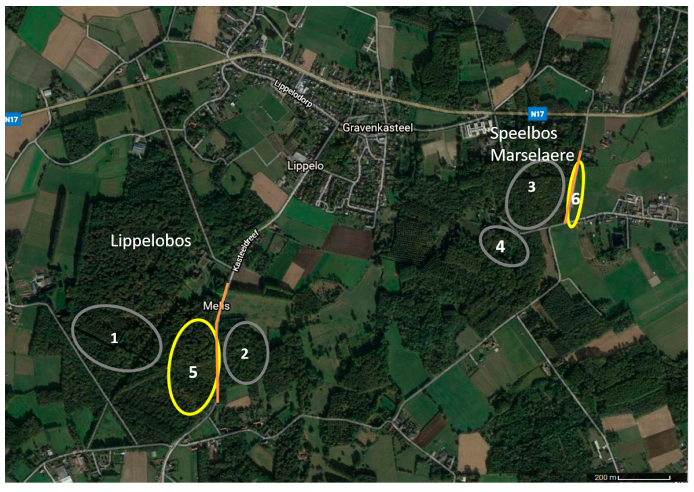 Insects 12 00734 g001