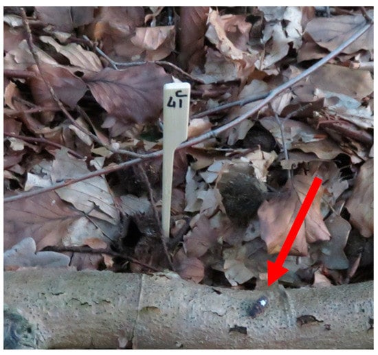 Insects 12 00734 g0a1 550