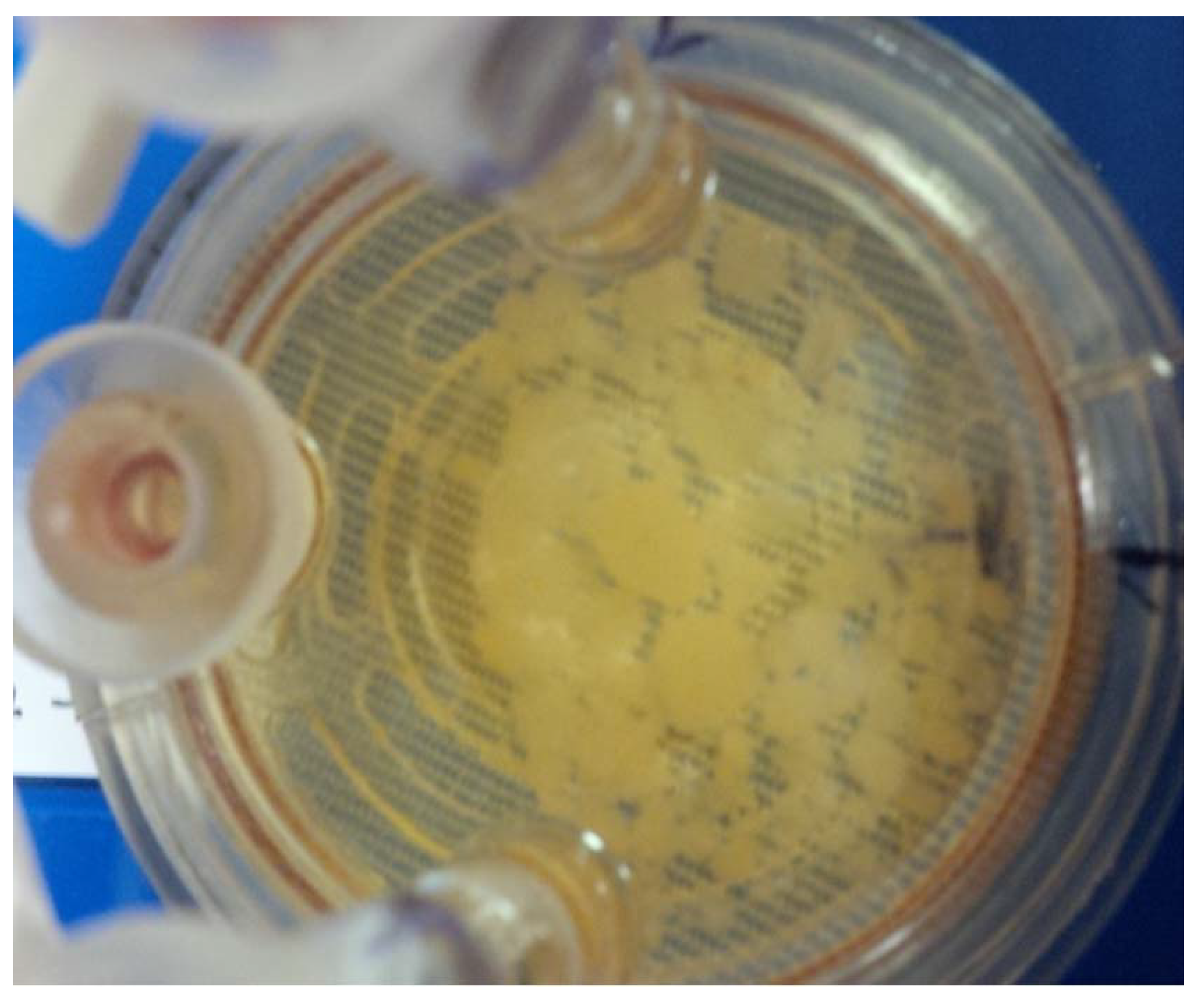 Insects 12 00747 g002