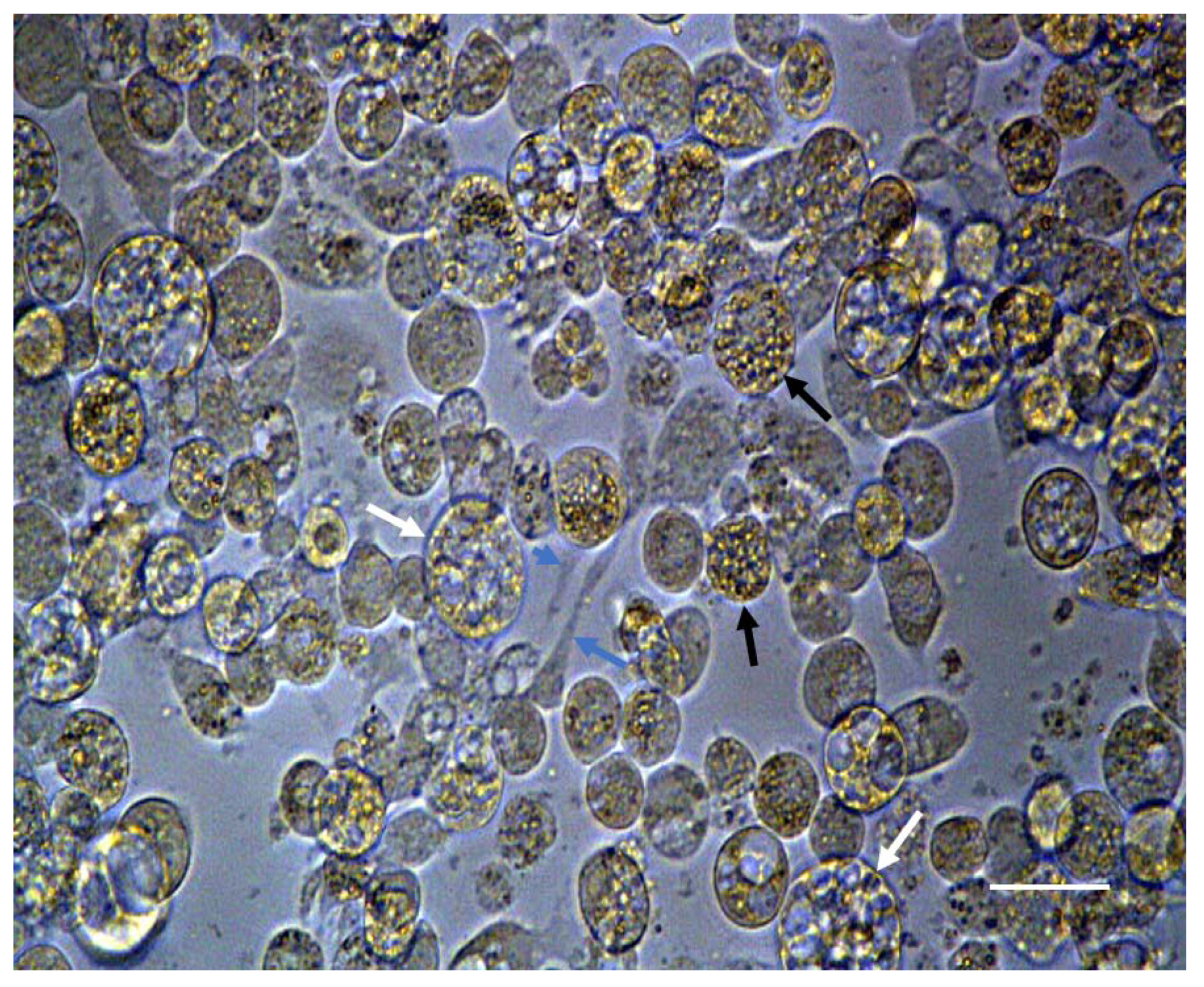 Insects 12 00747 g003