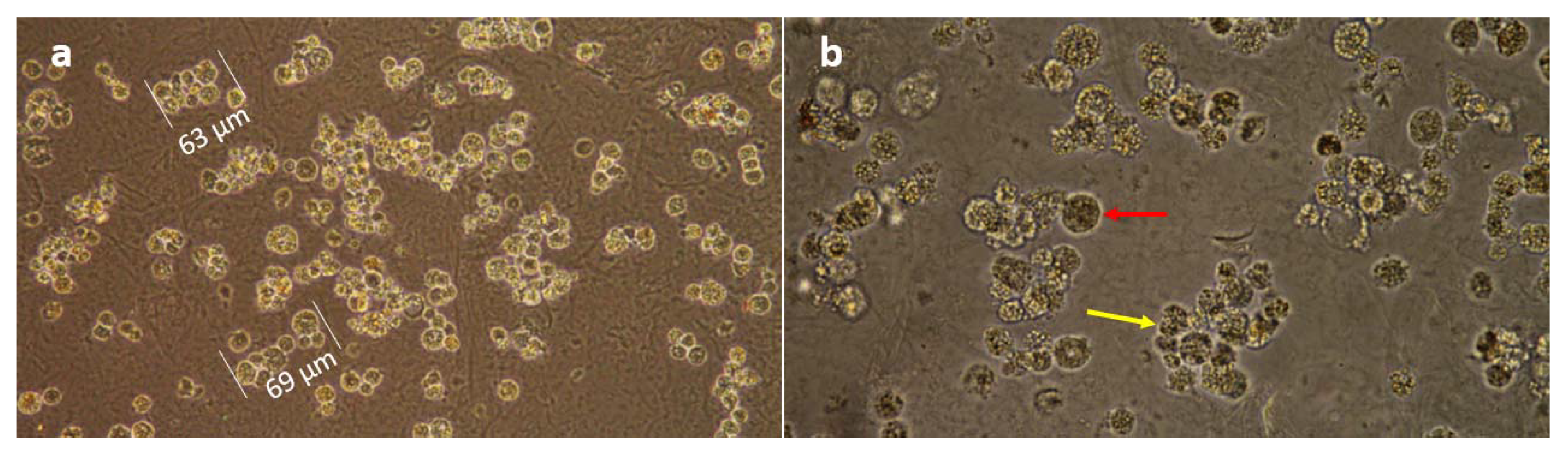 Insects 12 00747 g004