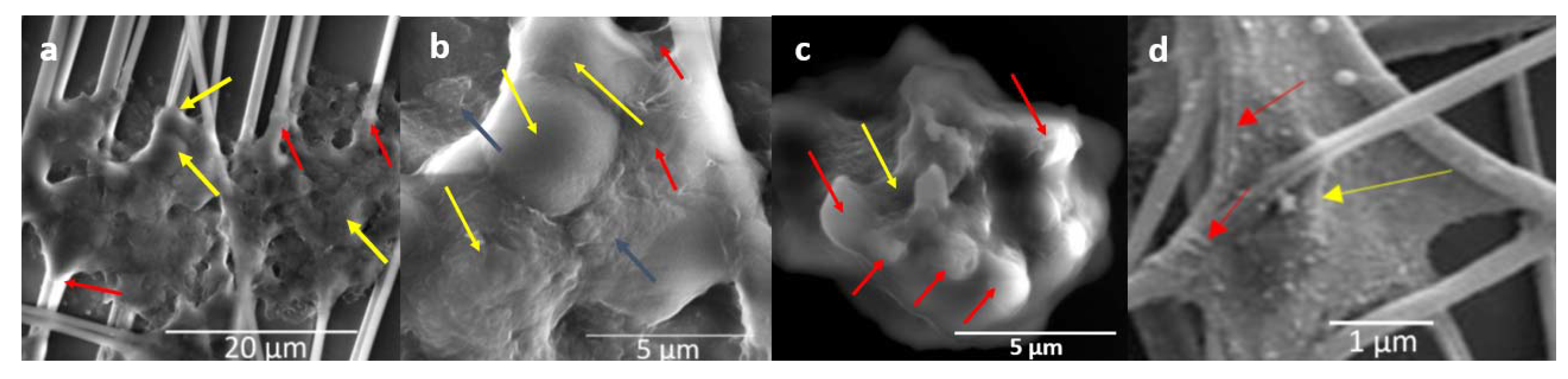 Insects 12 00747 g006