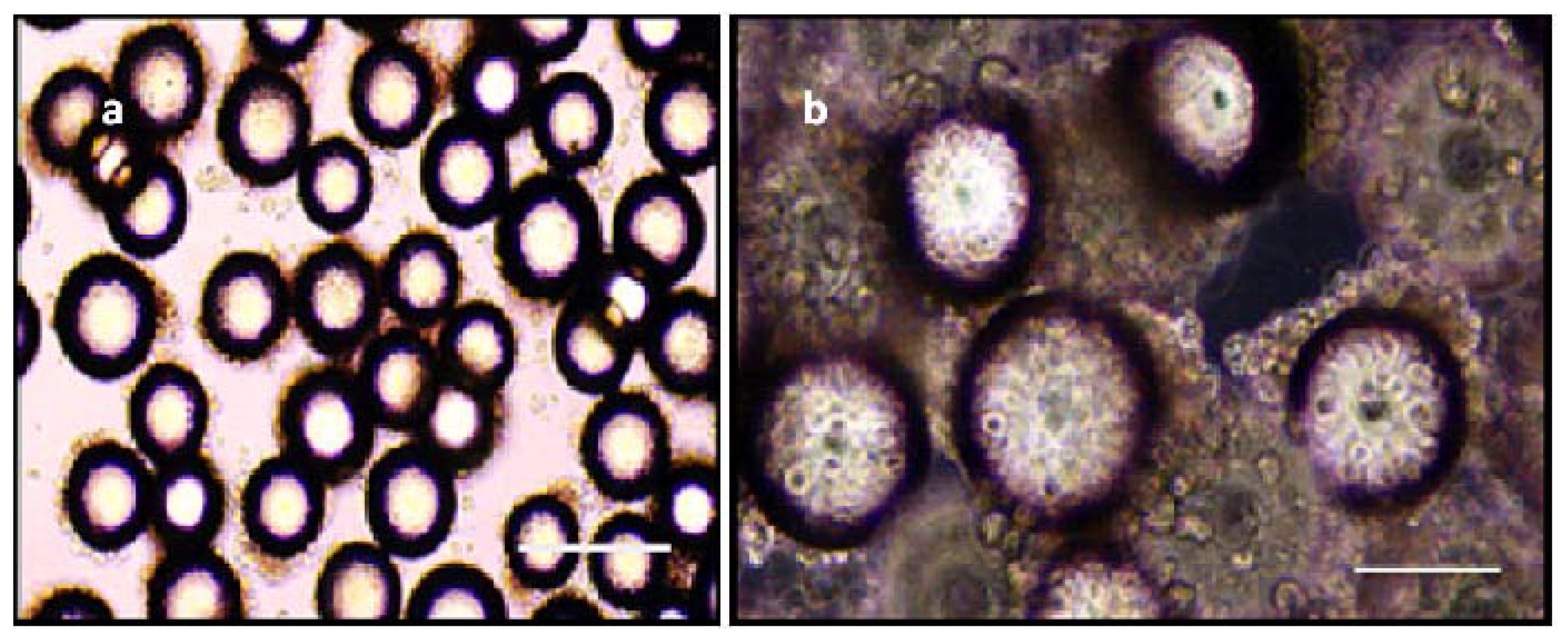 Insects 12 00747 g007