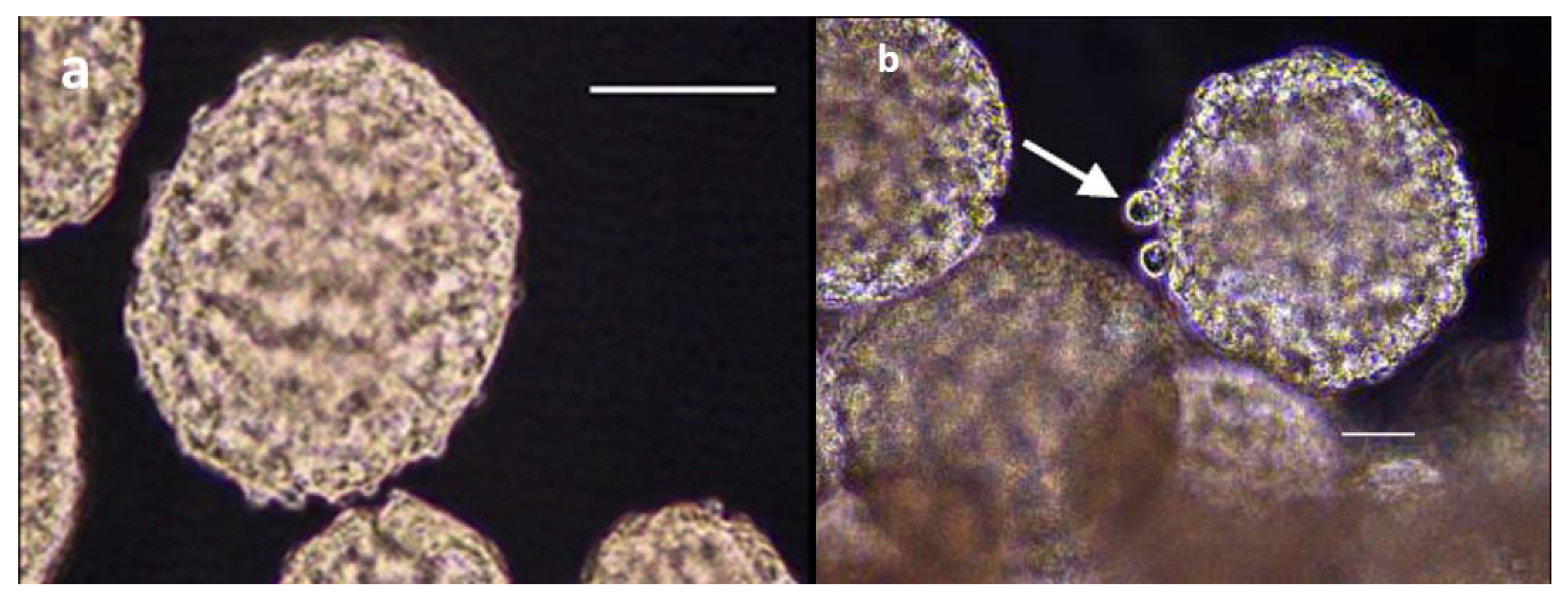 Insects 12 00747 g008