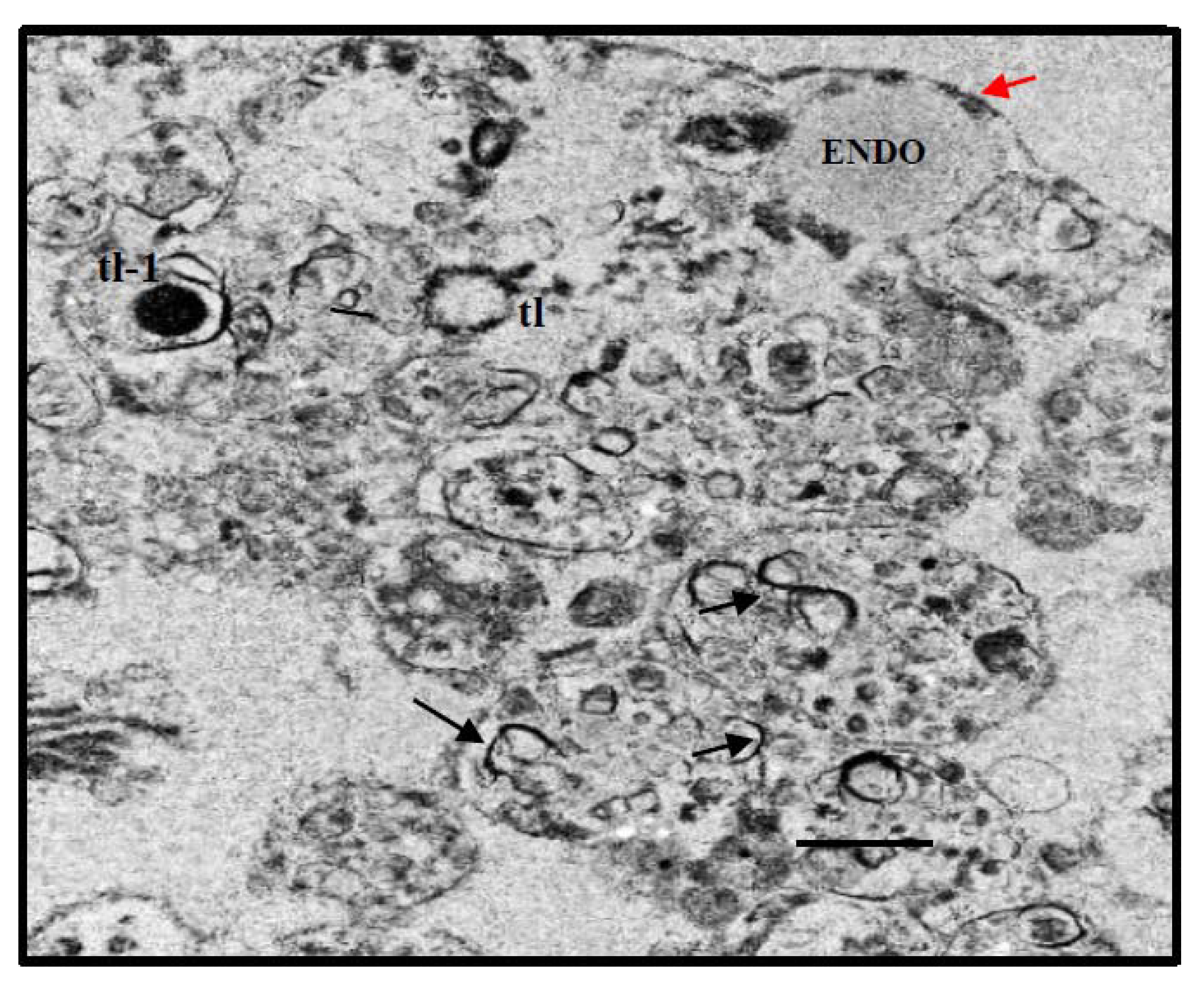 Insects 12 00747 g011