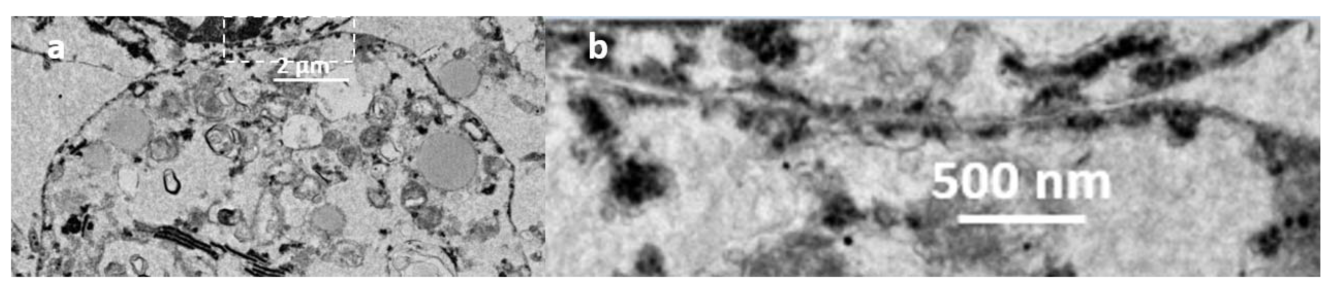 Insects 12 00747 g013