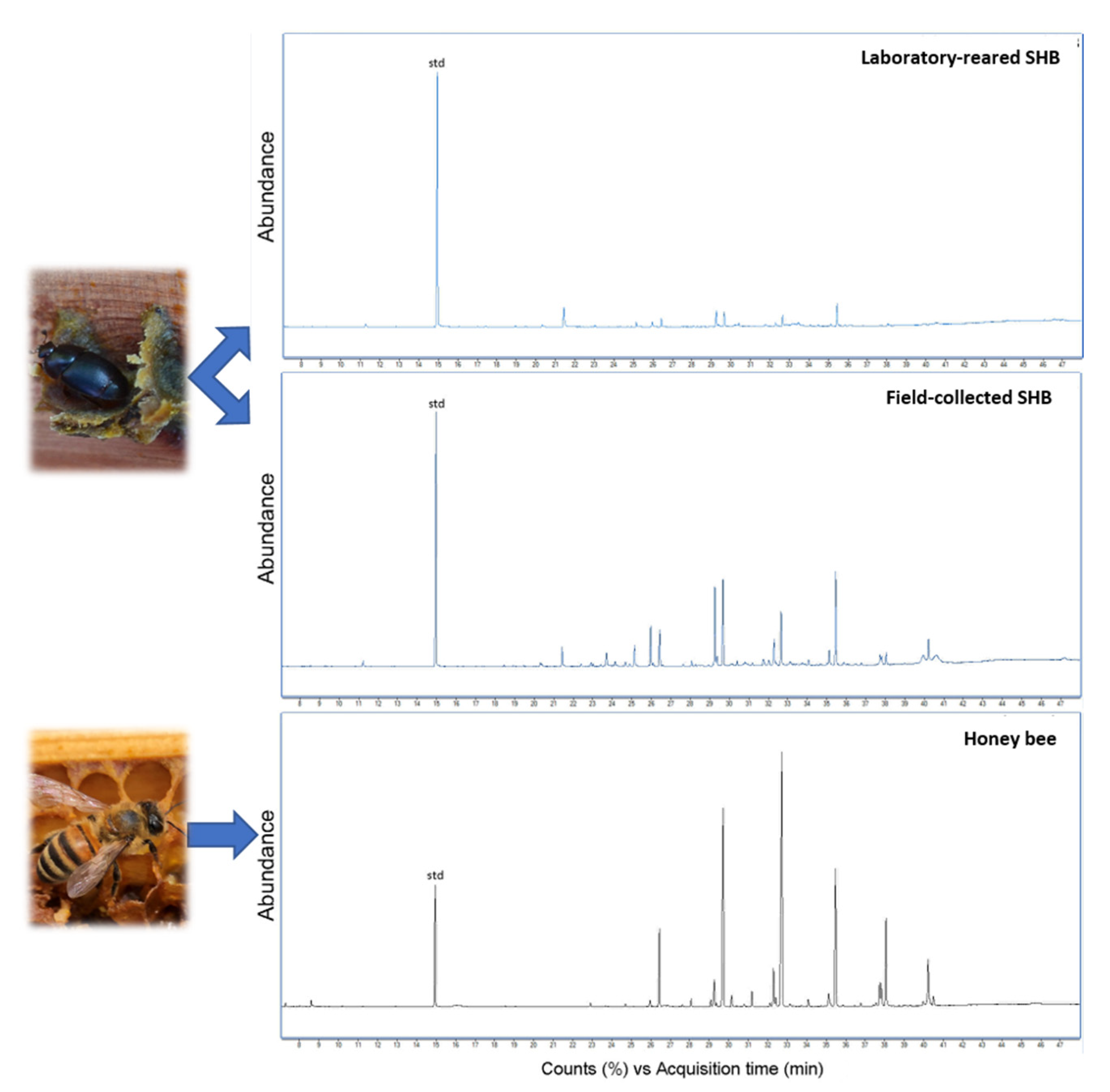 Insects 12 00751 g001