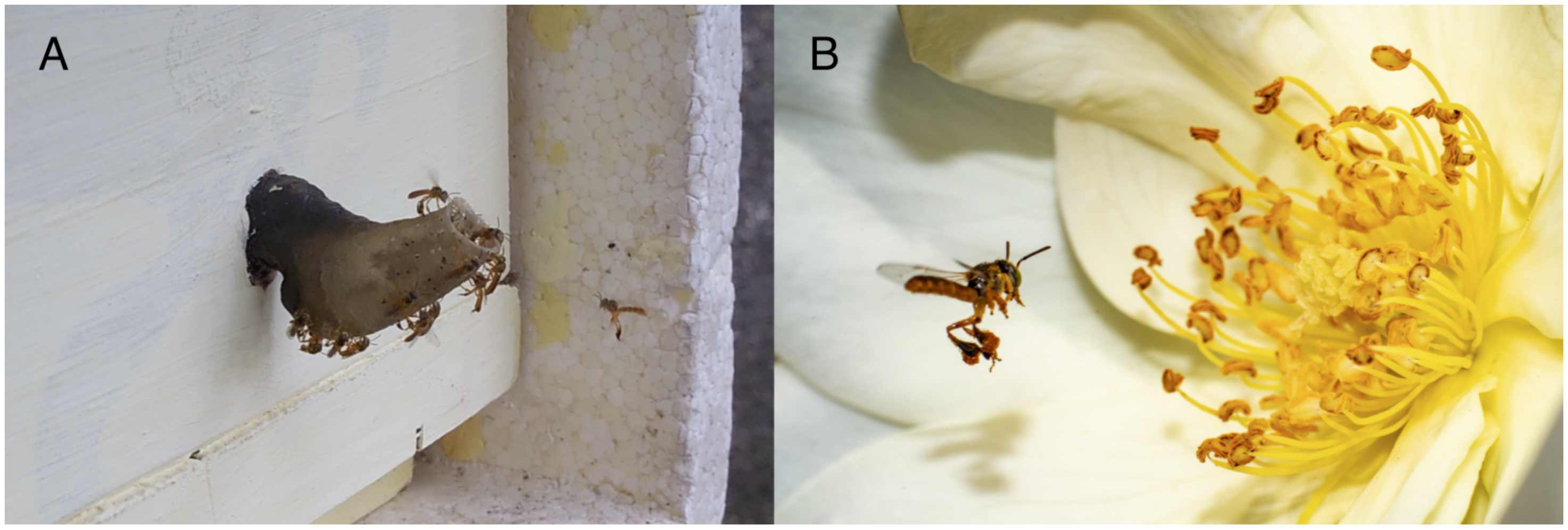 Insects 12 00766 g001