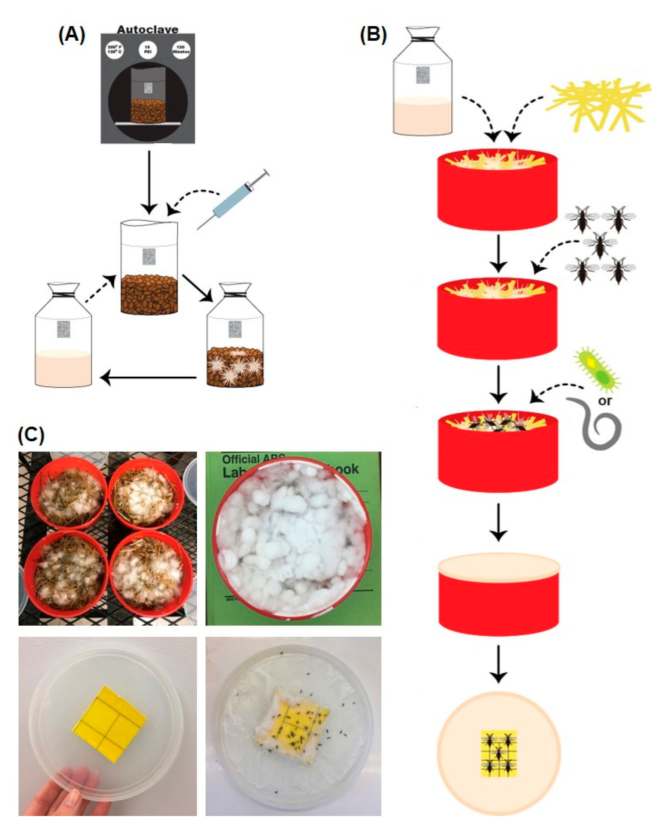 Insects 12 00786 g002