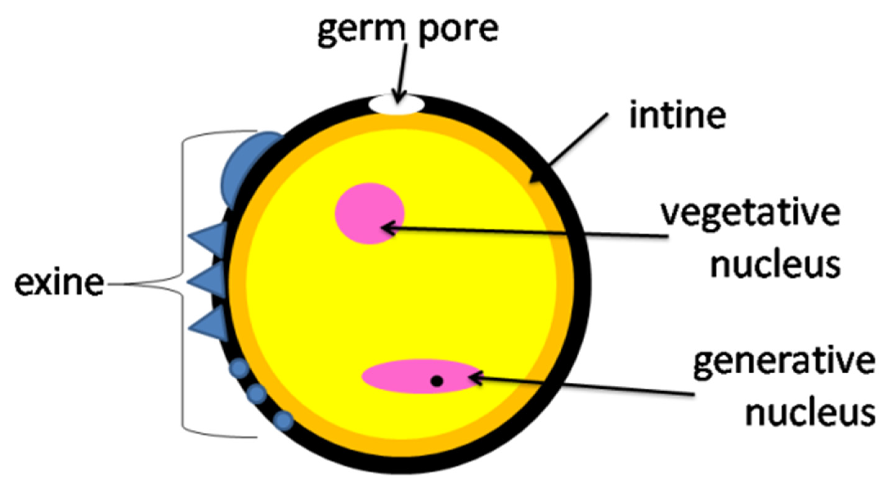 Insects 12 00798 g002
