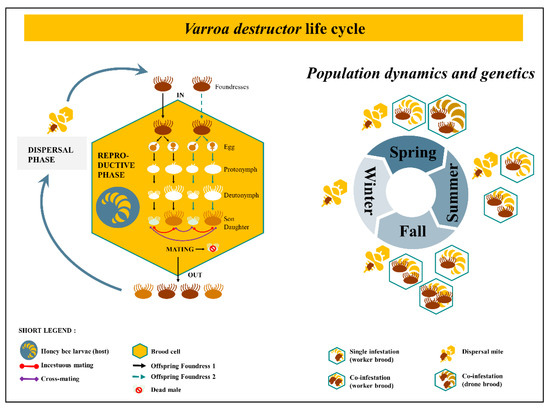 Insects 12 00800 g001