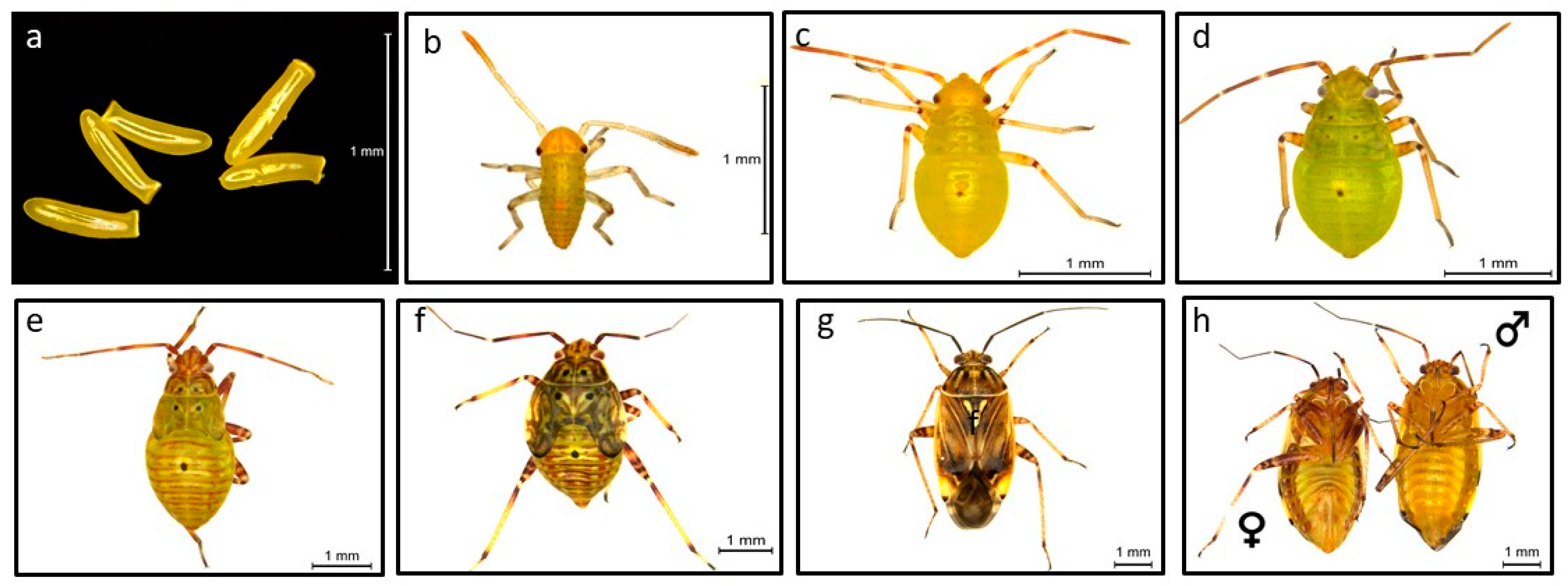 Insects 12 00807 g001