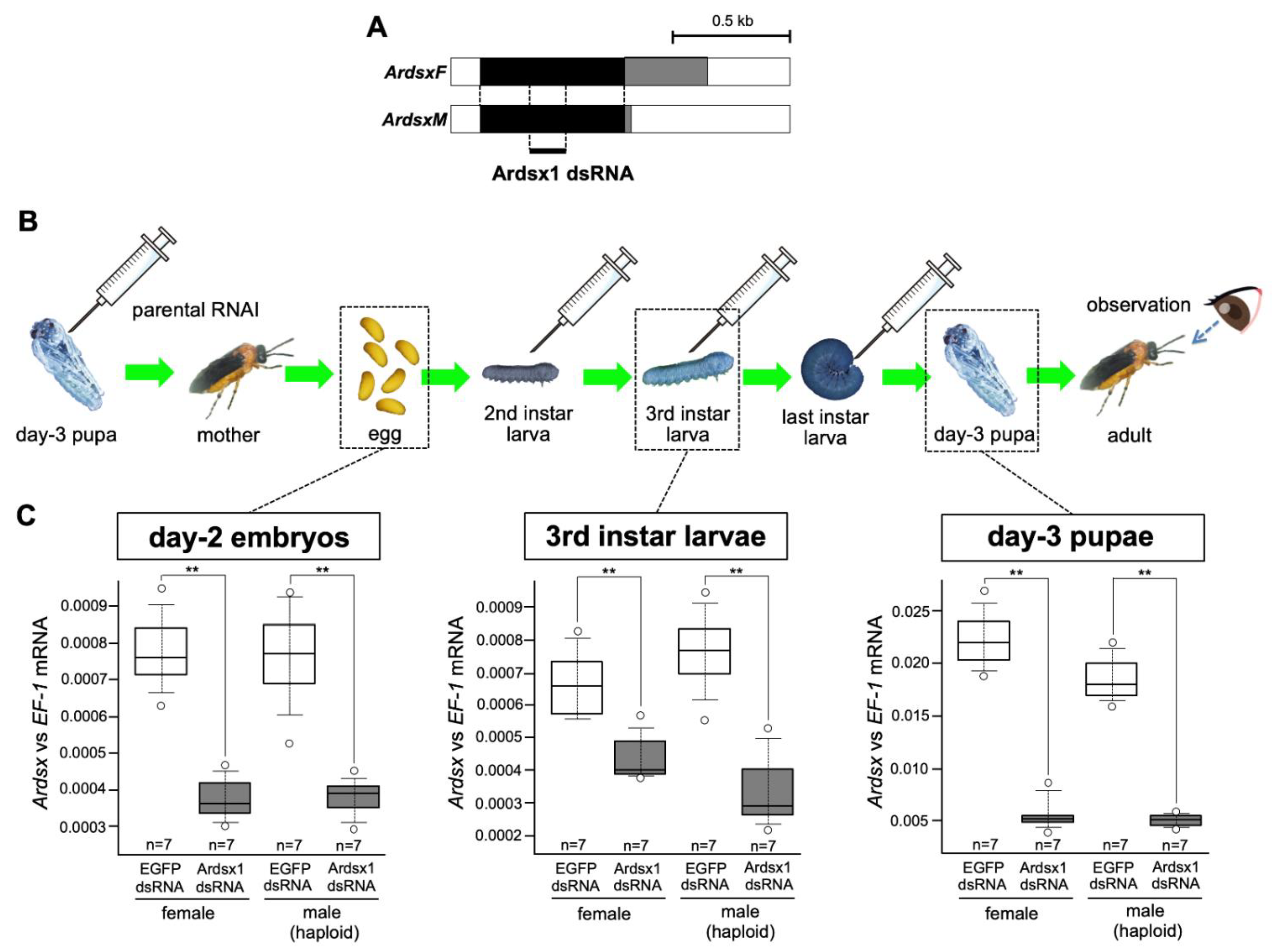 Insects 12 00849 g001