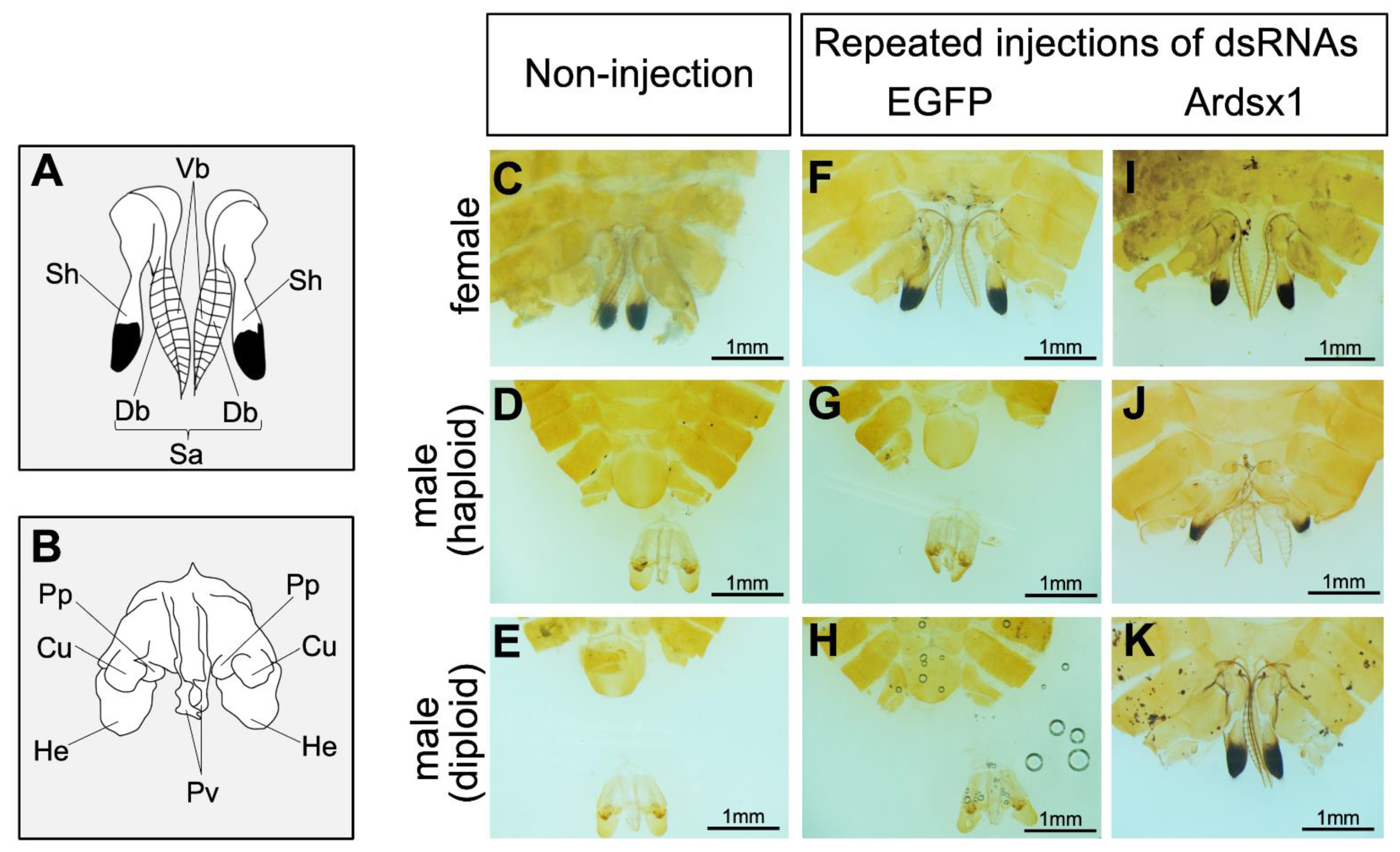 Insects 12 00849 g002